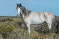 White wild horse on blue sky background Royalty Free Stock Photo