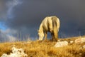 White wild horse grazing grass Royalty Free Stock Photo