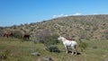 White wild horse stallion grazing on shrub in the Salt River wild horse management area near Scottsdale Arizona USA Royalty Free Stock Photo