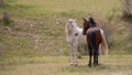 White wild horse stallion in head to head face off with dark bay stallion in the Arizona desert USA Royalty Free Stock Photo