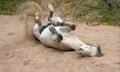 White wild horse stallion rolling in dry sandwash in the Salt River wild horse management area near Scottsdale Arizona USA Royalty Free Stock Photo