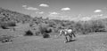 White wild horse stallion in the Salt River wild horse management area near Scottsdale Arizona USA Royalty Free Stock Photo