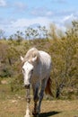 White wild horse stallion in the Salt River wild horse management area near Scottsdale Arizona USA Royalty Free Stock Photo