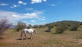 White wild horse stallion walking in the Salt River wild horse management area near Scottsdale Arizona USA Royalty Free Stock Photo