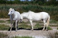 White wild horses of Camargue, France Royalty Free Stock Photo