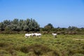 White wild horses of Camargue, France Royalty Free Stock Photo