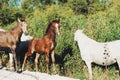 White wild horses of Camargue Royalty Free Stock Photo