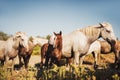 White wild horses and colt in nature reserve in Parc Regional de Camargue Royalty Free Stock Photo