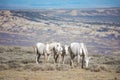 White Wild Horses Royalty Free Stock Photo