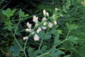 White Wild Indigo 17531