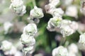 White Wild Leek Allium ampeloprasum