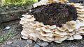 White wild mushrooms growing on a decaying tree stump outdoors Royalty Free Stock Photo
