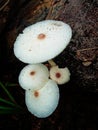 White Wild Mushrooms Growing on Decaying Wood Royalty Free Stock Photo