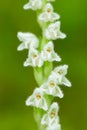 White wild orchid Creeping Lady's-Tresses, Goodyera repens, flowering European terrestrial wild orchid Royalty Free Stock Photo