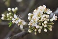 White wild plum blossoms in the spring