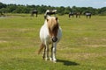 White wild pony with brown face The New Forest Hampshire England UK Royalty Free Stock Photo