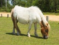 White wild pony The New Forest Hampshire England UK Royalty Free Stock Photo