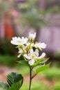 White Wild Raspberrie Flower On The Bush In The Forest Royalty Free Stock Photo