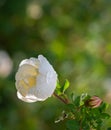 White wild rose branch . Royalty Free Stock Photo