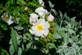 White Wild Rose with Dotted Roadside Skipper Butterfly