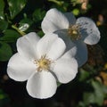 White wild rose flowers Royalty Free Stock Photo