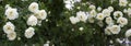 White wild rose standard blossom, natural rose blossom panoramic banner header