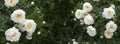 White wild rose standard blossom panoramic photography background banner header