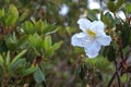 White wild roses or Ericaceae blooming on the tree.