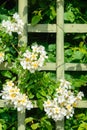 White Wild Roses On A Wooden Fence Royalty Free Stock Photo