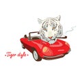 White wild smoking tiger retro red car driver Royalty Free Stock Photo