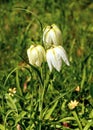 White Wild Snake`s-head Fritillary - Fritillaria meleagris, Worcestershire Royalty Free Stock Photo