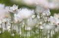 White wild spring Snowdrop Windflower