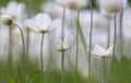 White wild spring Snowdrop Windflower