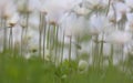 White wild spring Snowdrop Windflower