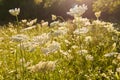 White wild summer flowers on a sun-drenched meadow