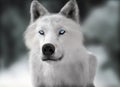 White wild wolf with blue eyes with blurred depth of field winter background