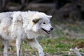 White Wild wolf preparing to attack