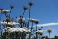 White wildflower wild parsnip