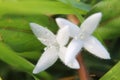 White wildflower Royalty Free Stock Photo