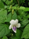 White wildflower at the garden Royalty Free Stock Photo