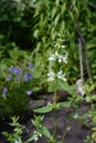 White wildflower grows in rural garden. Nature in summer Royalty Free Stock Photo