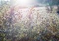 White wildflower meadow field camomile daisy floral vintage texture Royalty Free Stock Photo