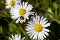 White wildflower in park with ladybug sitting on petal. Royalty Free Stock Photo
