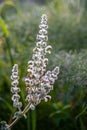 White wildflower Salvia dominica, Salvia graveolens, Dominican Sage Royalty Free Stock Photo