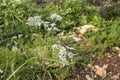 white wildflower Scandix iberica or Venus\' Comb growing in Israel