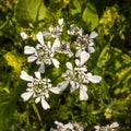 white wildflower Scandix iberica or Venus\' Comb growing in Israel