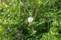 White wildflower