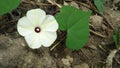 a wild flower that grows on plantations and rocks in the village of Sukaraja