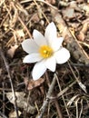 White wildflower in the woods Royalty Free Stock Photo