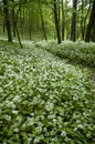 White wildflowers